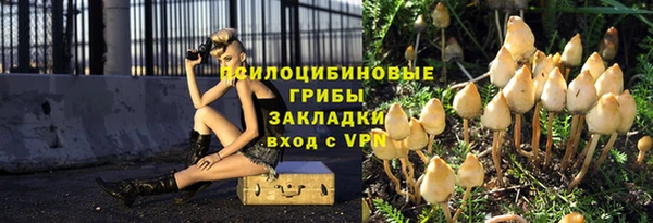 хмурый Аркадак
